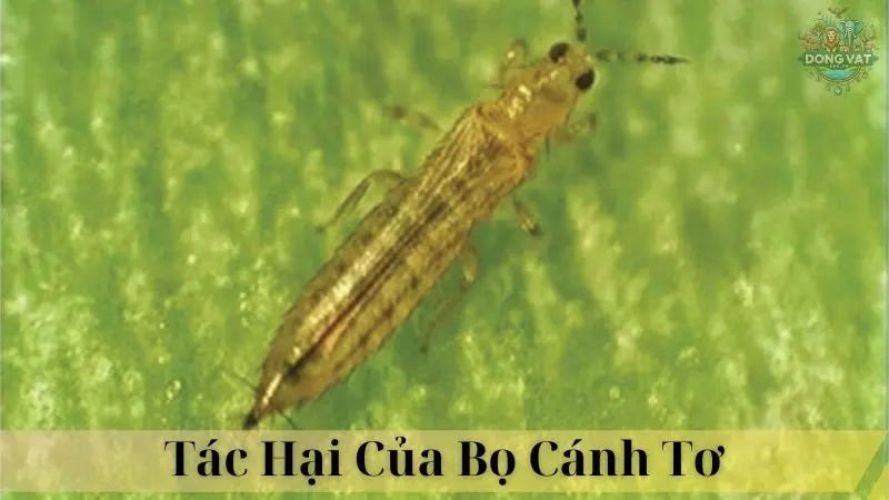 Bọ cánh tơ 03