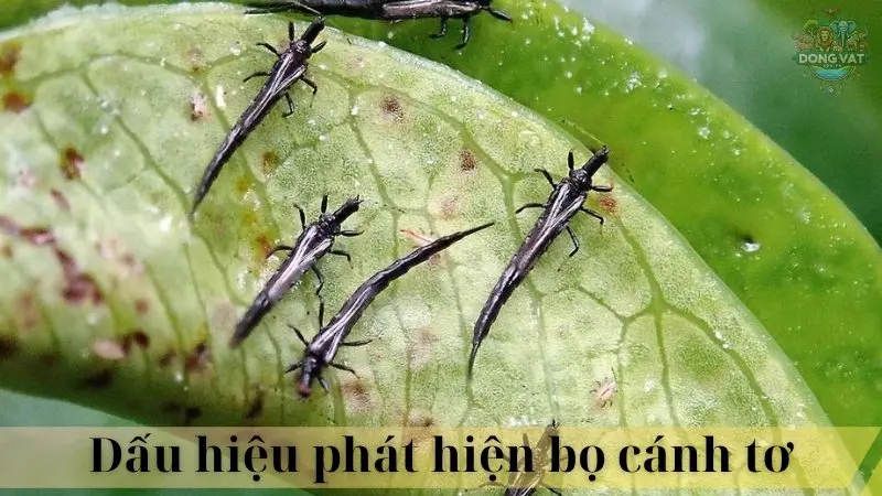 Bọ cánh tơ 04