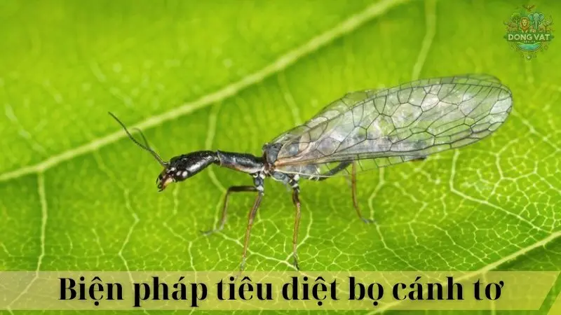 Bọ cánh tơ 05