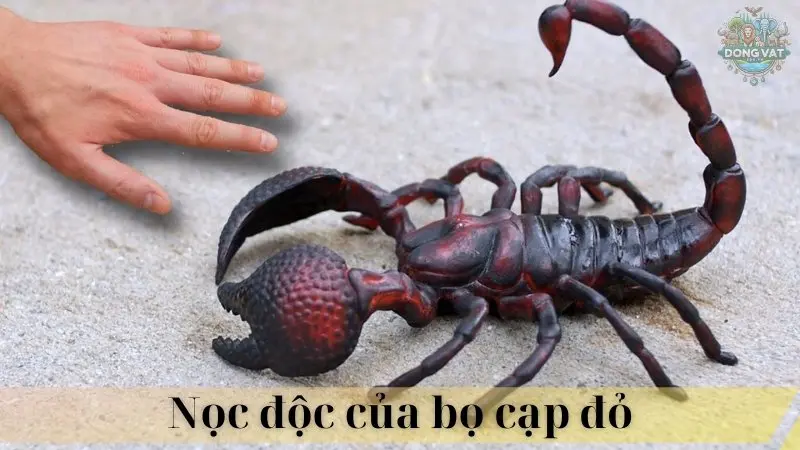 Bọ cạp đỏ 03