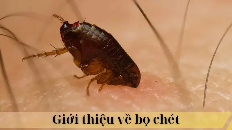 Bọ chét 02 