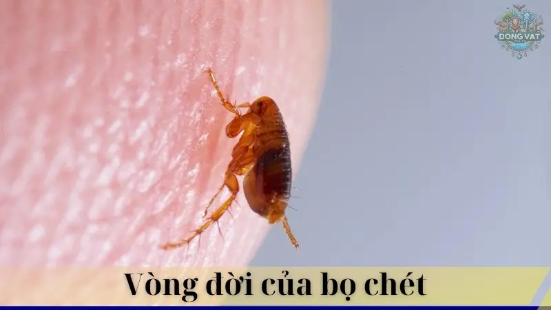 Bọ chét 03