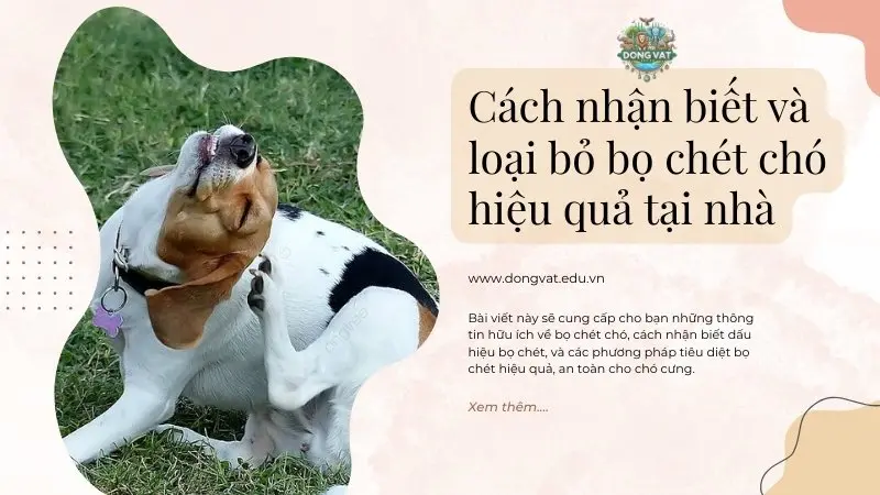 Cách nhận biết và loại bỏ bọ chét chó hiệu quả tại nhà