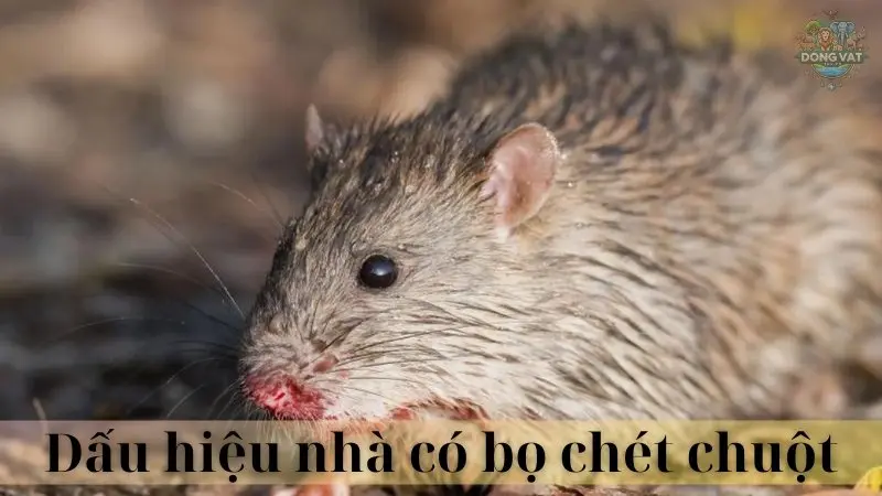 Bọ chét chuột 04