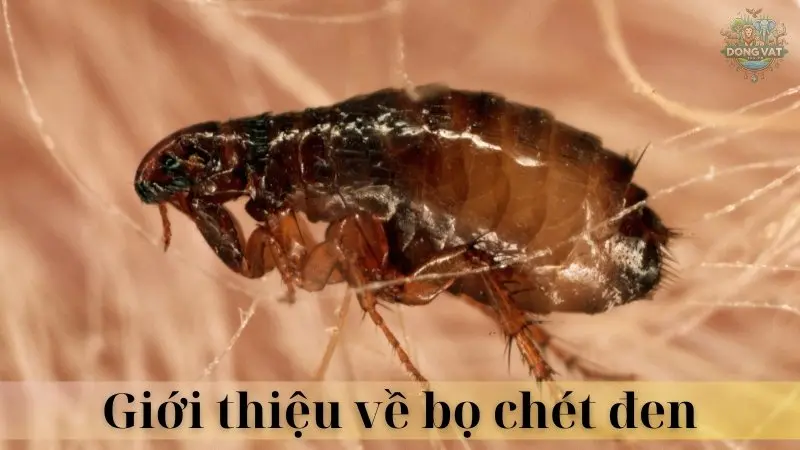 Bọ chét đen 02