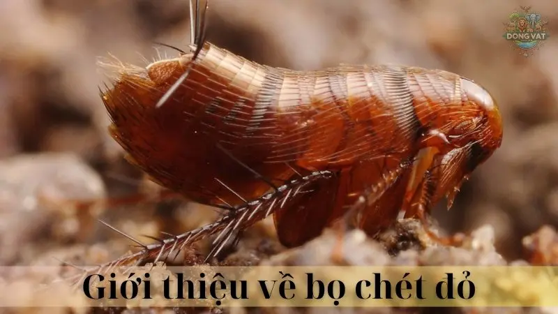 Bọ chét đỏ 02