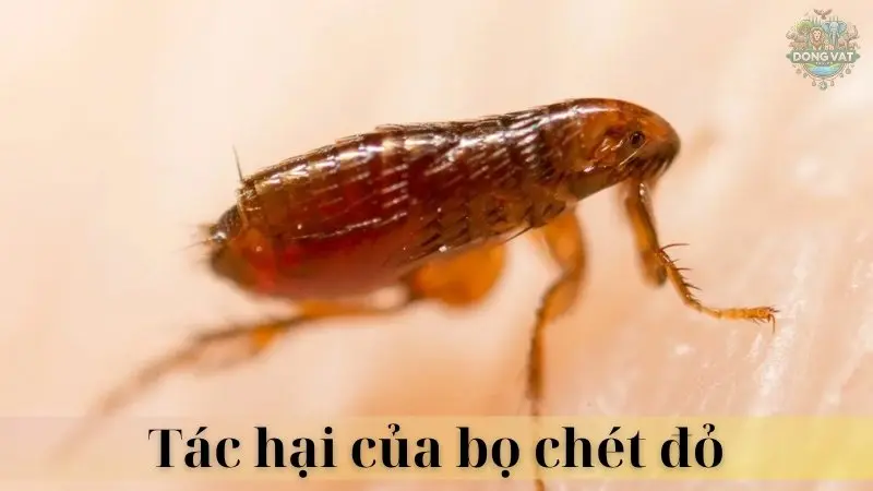 Bọ chét đỏ 03