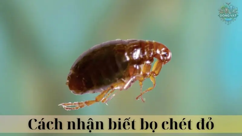 Bọ chét đỏ 04