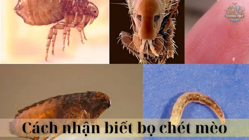 Bọ chét mèo 04