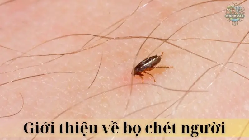 Bọ chét người 02