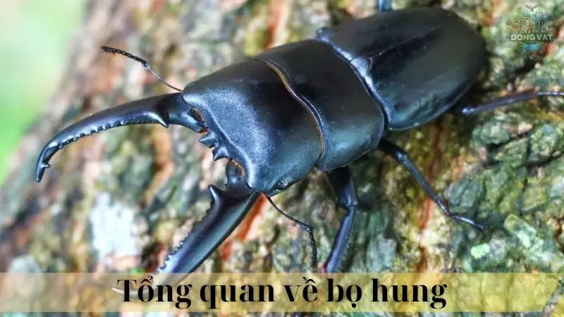 Bọ Hung 02