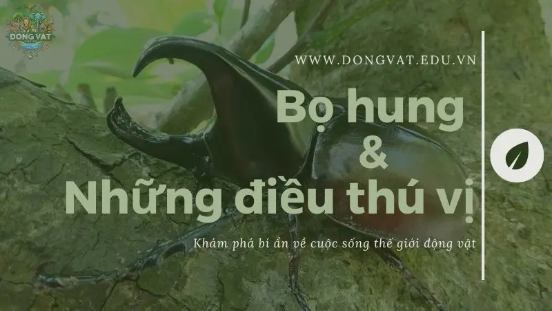 Bọ hung và những điều thú vị có thể bạn vẫn chưa hề biết 