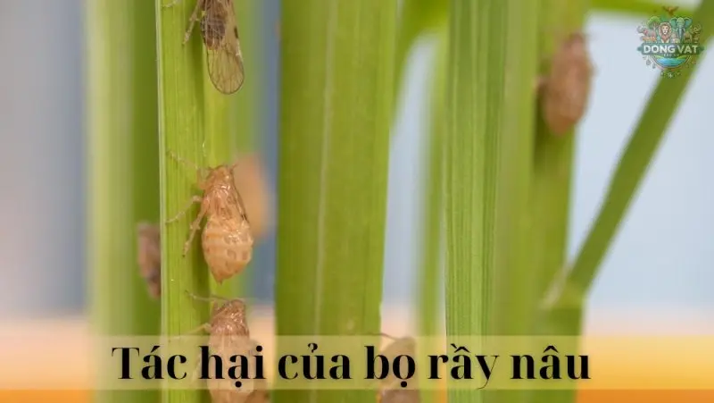 Bọ rầy nâu 03