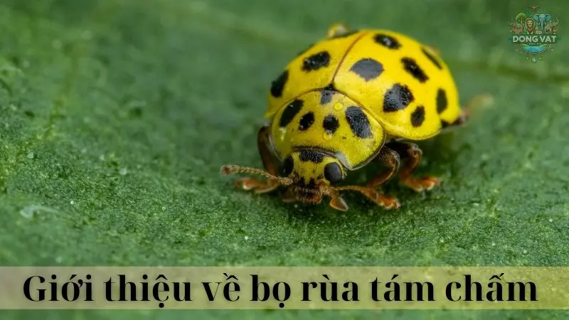 Bọ rùa tám chấm 02