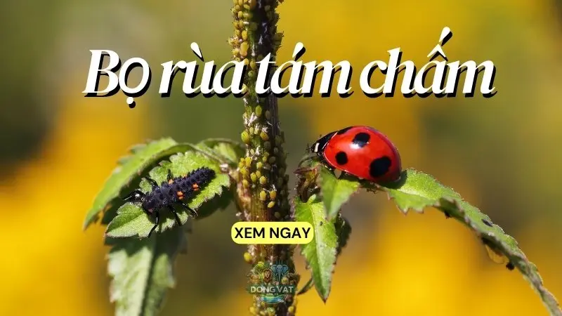 Bọ rùa tám chấm - Bạn thân của nhà vườn hay kẻ thù của caay trồng