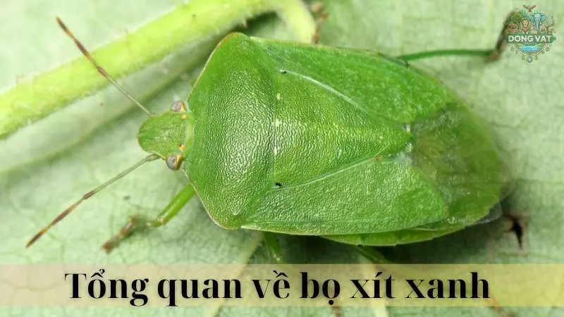 Bọ xít xanh 02