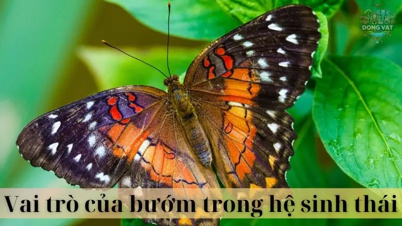 Bướm 04
