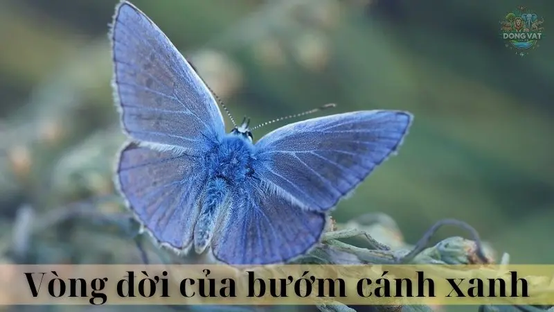 Bướm cánh xanh 03