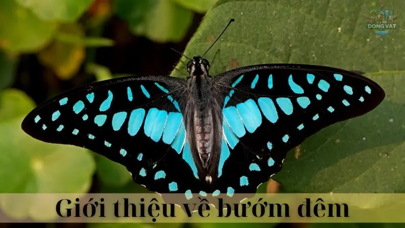 Bướm đêm 02