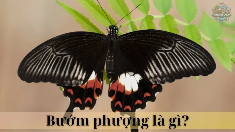 Bướm phượng đen 02