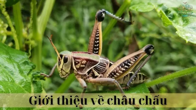 Châu chấu 02