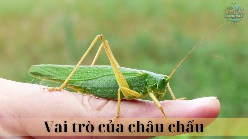 Châu chấu 04