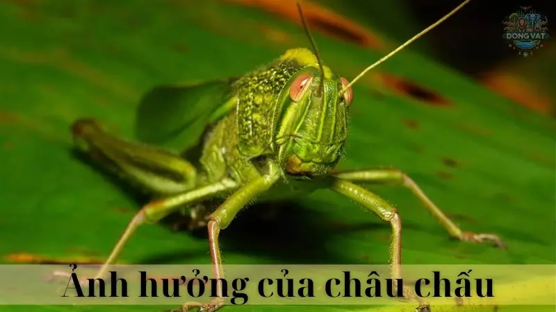 Châu chấu 05