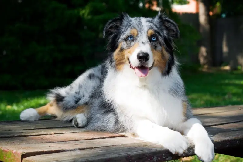 Hình ảnh chó Australian Shepherd 18