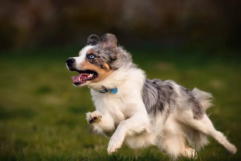 Đặc điểm của chó Australian Shepherd 1