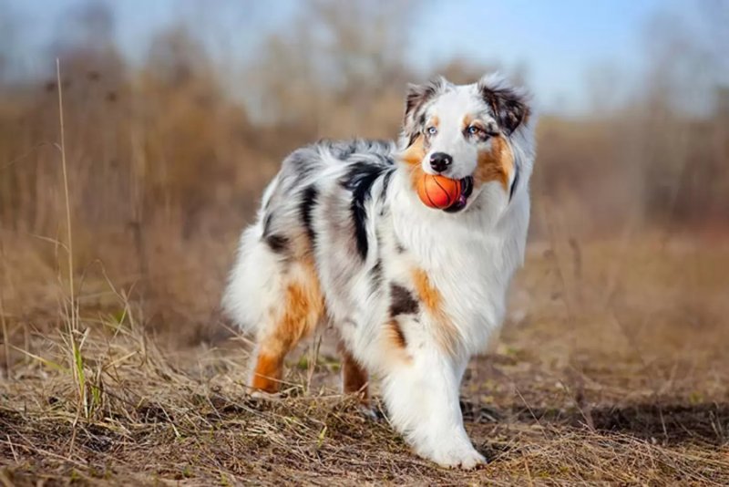 Cách chăm sóc chó Australian Shepherd 1