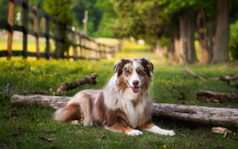 Cách chăm sóc chó Australian Shepherd 4