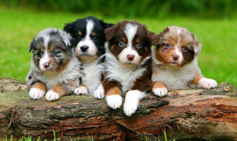 Giá bán chó Australian Shepherd