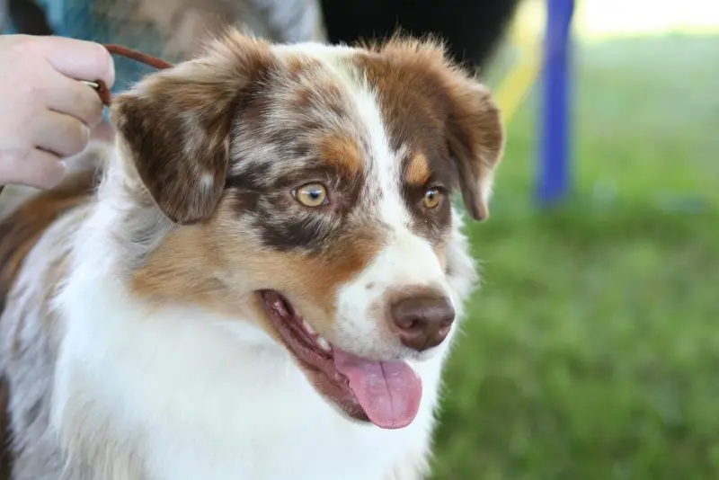 Hình ảnh chó Australian Shepherd 1