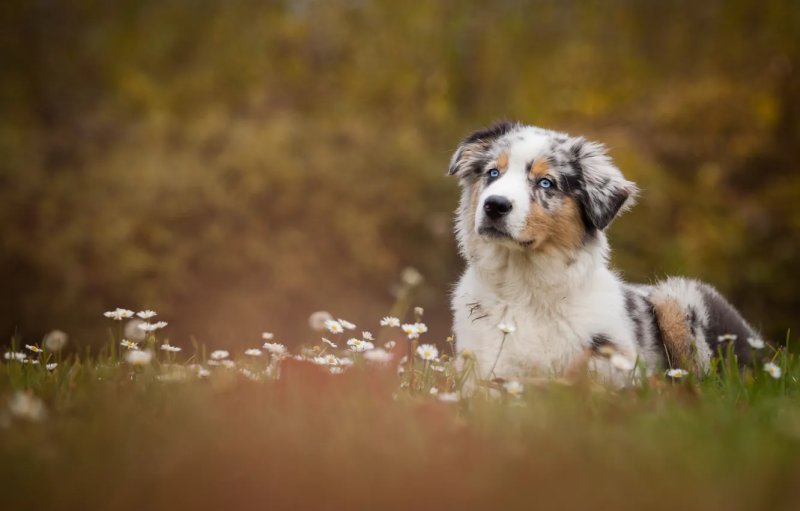 Hình ảnh chó Australian Shepherd 3