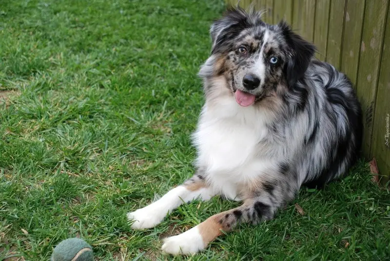 Hình ảnh chó Australian Shepherd 4