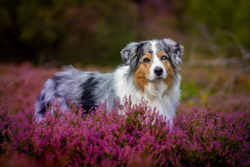 Hình ảnh chó Australian Shepherd 5