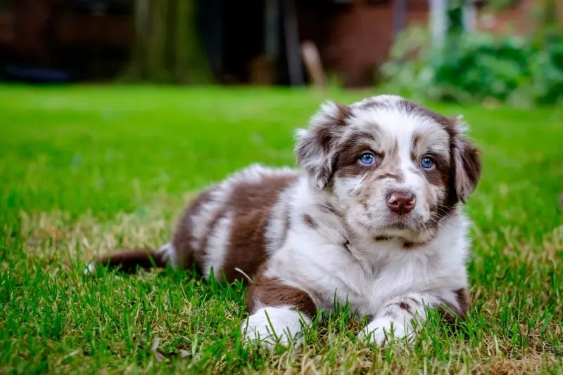 Hình ảnh chó Australian Shepherd 6