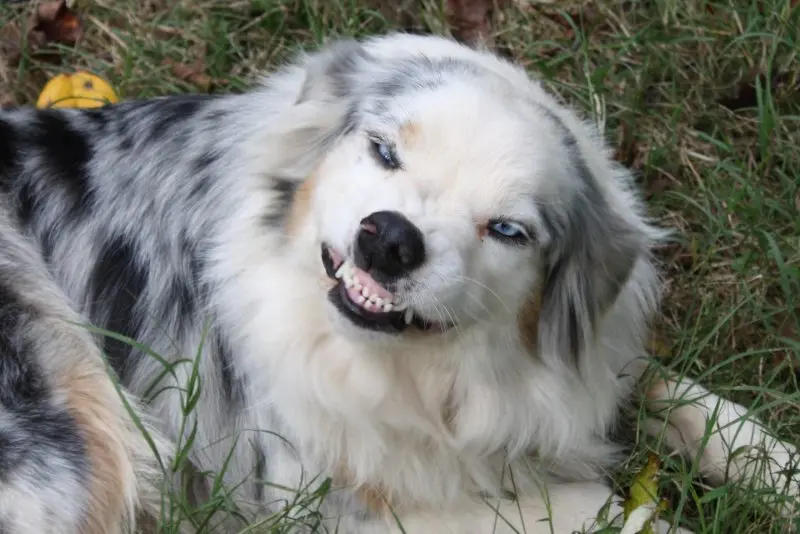 Hình ảnh chó Australian Shepherd 7