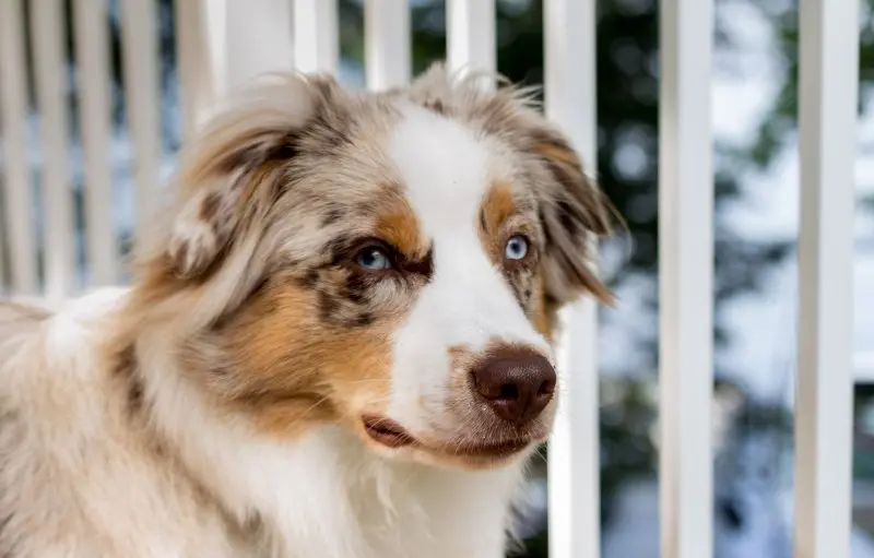 Hình ảnh chó Australian Shepherd 8