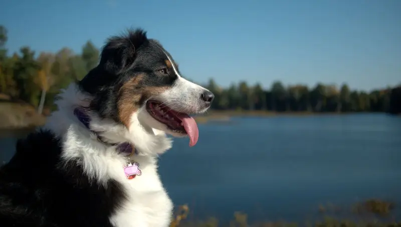 Hình ảnh chó Australian Shepherd 9