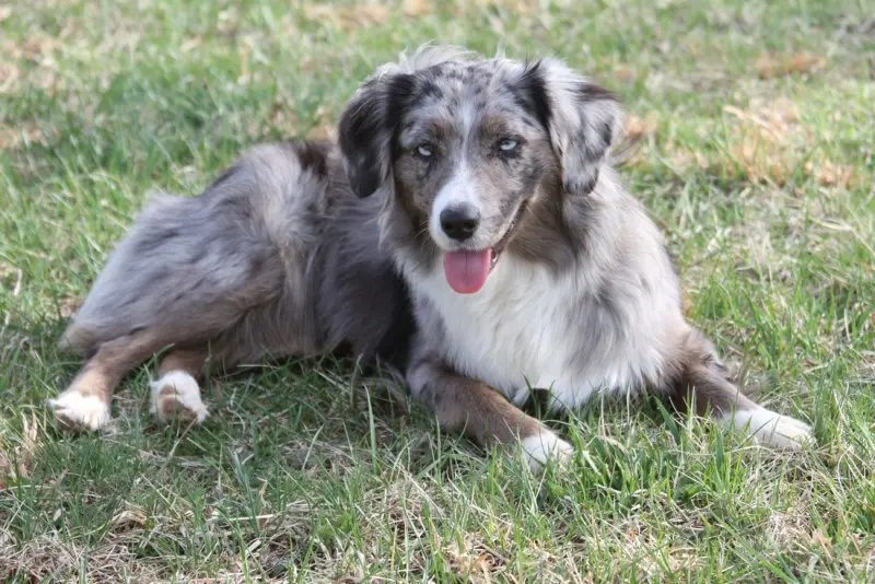 Hình ảnh chó Australian Shepherd 10