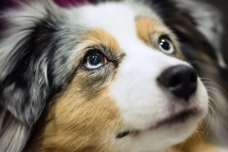 Hình ảnh chó Australian Shepherd 11