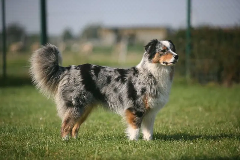 Hình ảnh chó Australian Shepherd 12