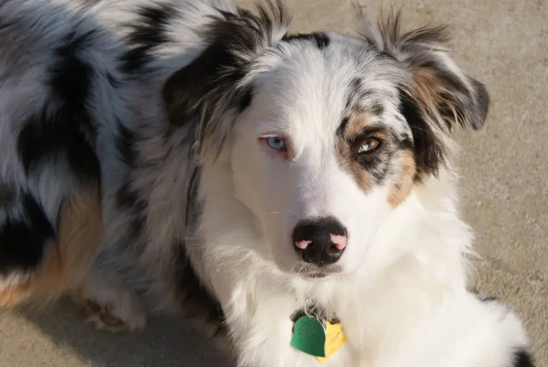 Hình ảnh chó Australian Shepherd 13