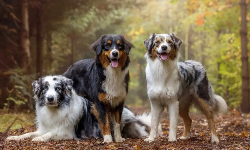 Hình ảnh chó Australian Shepherd 14