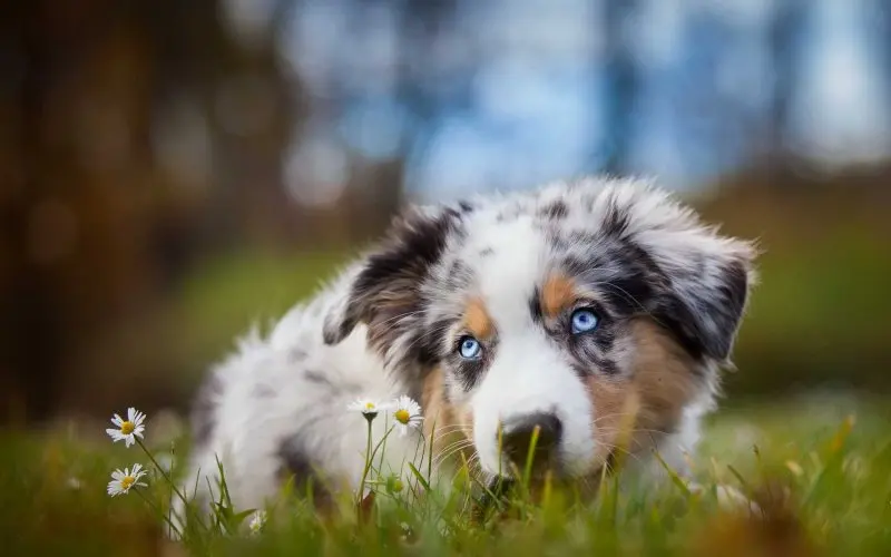 Hình ảnh chó Australian Shepherd 15