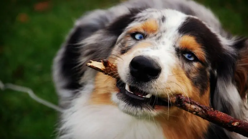 Hình ảnh chó Australian Shepherd 16