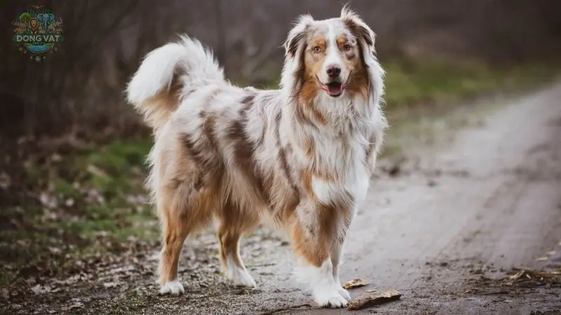 Chó Australian Shepherd có nguồn gốc từ đâu?