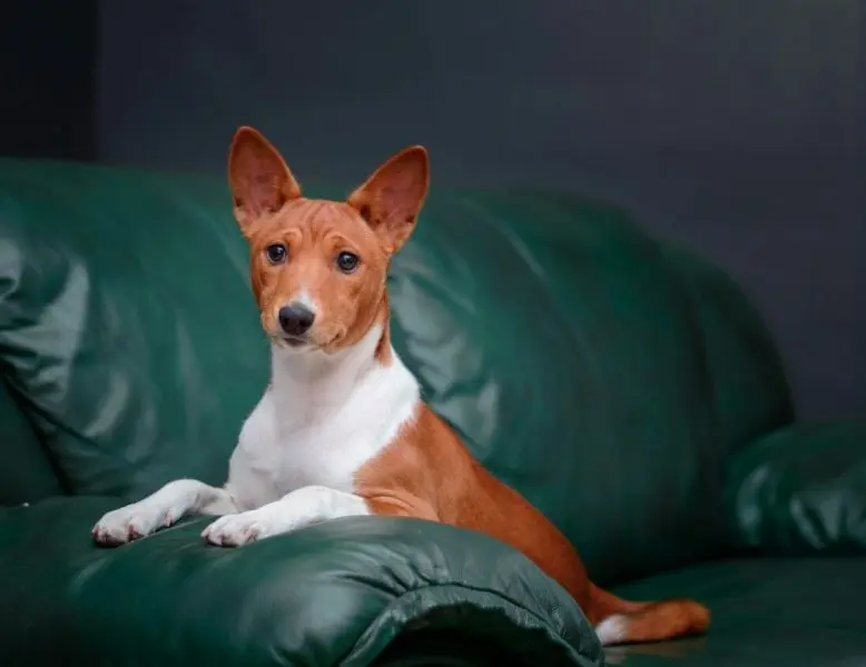 Hình ảnh chó Basenji 26