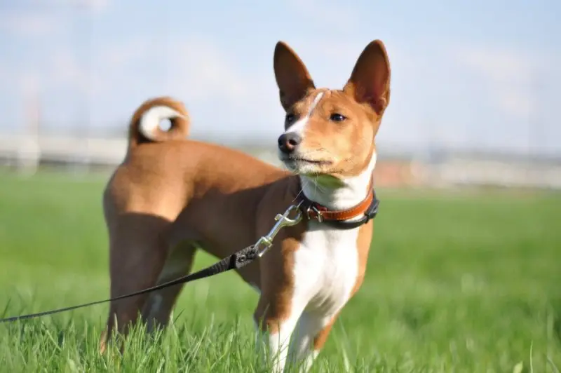 Hình ảnh chó Basenji 24